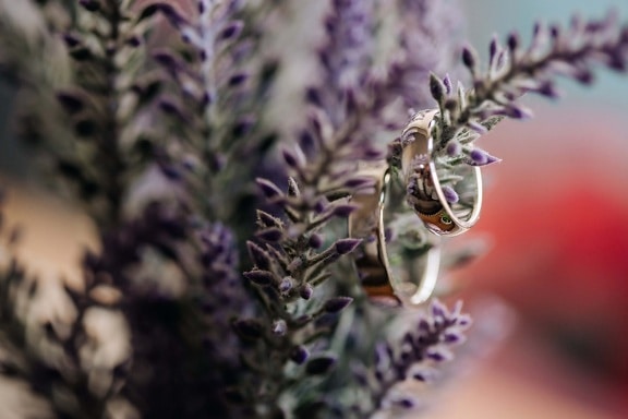 lavender, flowerpot, rings, jewelry, gold, focus, reflection, detail, herb, flower