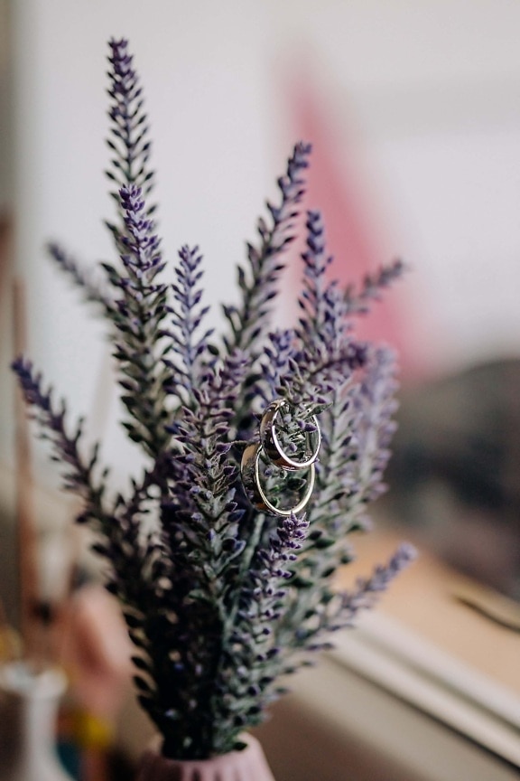 rings, wedding ring, metal, shining, gold, flowerpot, decoration, plant, flower, blur