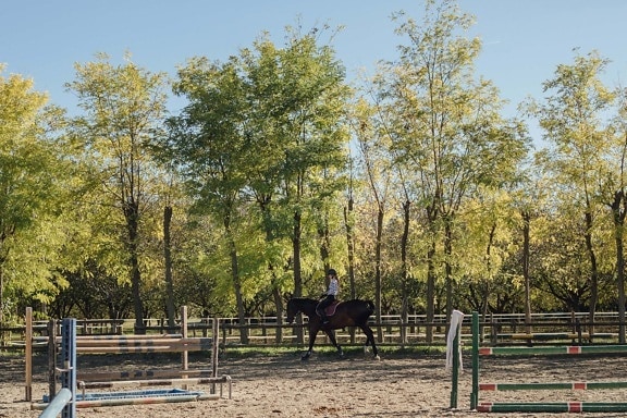 cheval, Rider, Circ., formation, programme de formation, sport, forêt, arbre, nature, rural