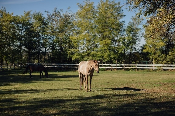 Mustang, cavalo, marrom claro, rural, terras agrícolas, pecuária, animal, grama, cavalos, fazenda