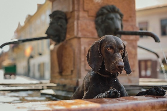 hunting dog, bathing, fountain, close-up, downtown, animal, street, canine, hound, pet