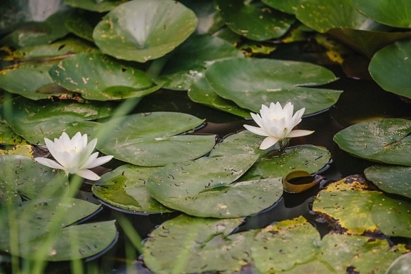 white flower, water lily, green leaves, waterlily, lotus, aquatic, pool, plant, flower, blossom
