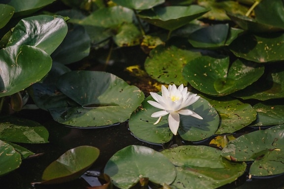 Lotus, fleur blanche, lis d’eau, jardin, nature, fleur, piscine, feuille, fleur, plante
