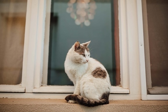 вид сбоку, котенок, домашняя кошка, сидя, окно, дом, кошка, котенок, домашнее животное, окно