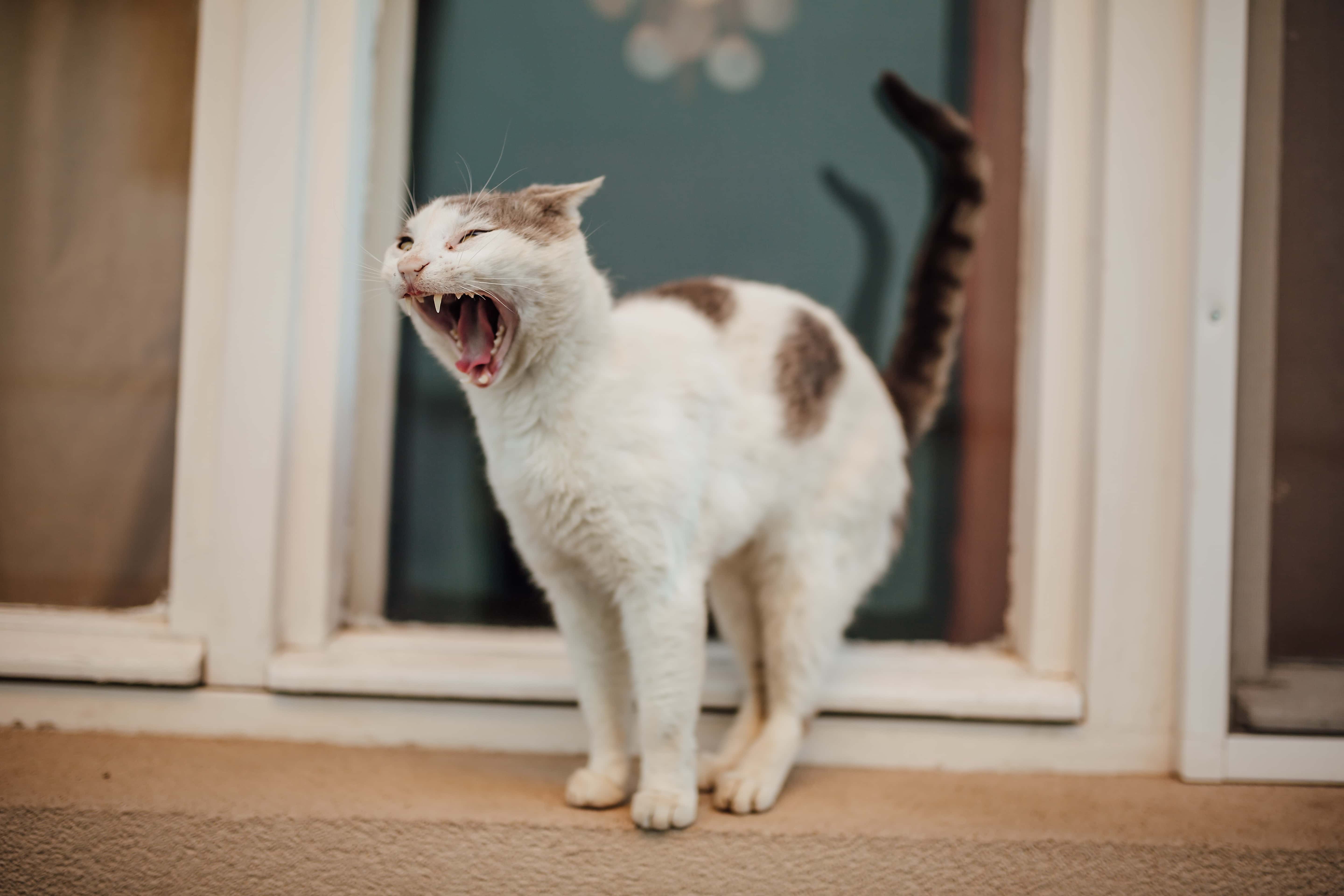 フリー写真画像 歯 口の中 国内の猫 面白い 子猫 毛皮 ネコ科の動物 Cat ペット 動物
