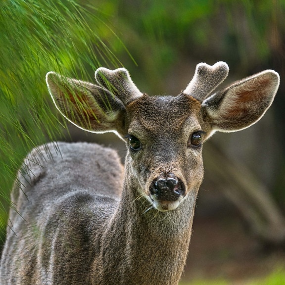 deer, nose, portrait, head, horn, stag, eyes, antler, reindeer, eye