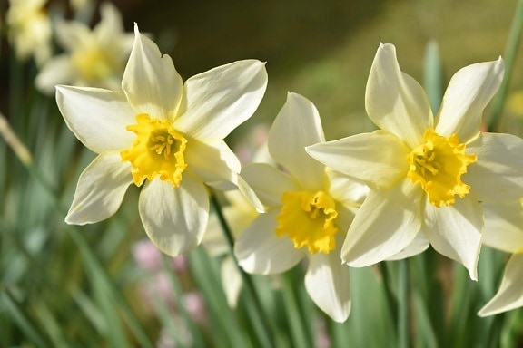 blomster, Narcissus, urt, blomstre, blomst, påskelilje, flora, hage, blad, lyse