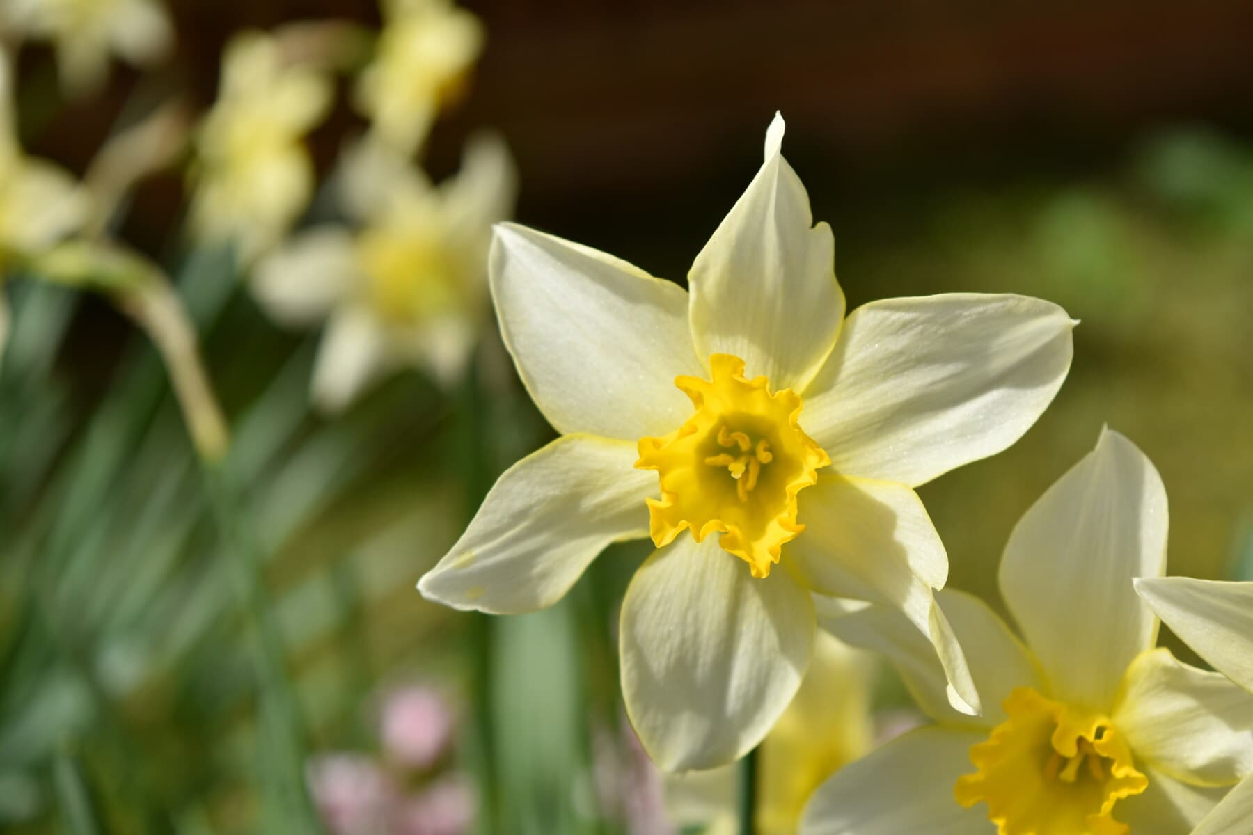 весна, Нарцис, квітка, блідо-жовтий колір, природа, флора, цвітіння, завод, квіти, лист