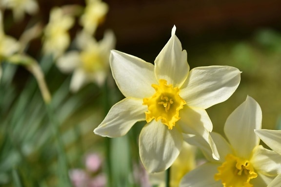 vår, Narcissus, blomst, påskelilje, natur, flora, blomstre, anlegget, blomster, blad