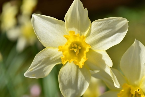 flores, Narciso, polen, amarillo, néctar de, contacto directo, floración, naturaleza, jardín