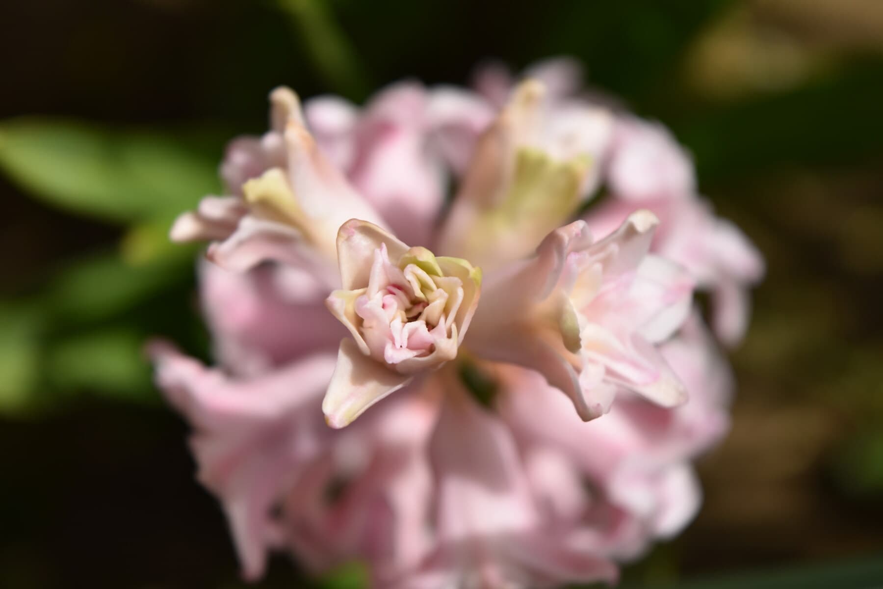 hyacinth, pink, detail, close-up, focus, blurry, herb, plant, flowers, blossom