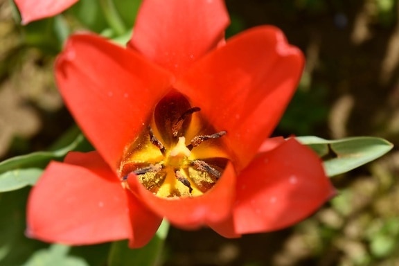 pollen, pistil, tulip, red, flower, close-up, leaf, nature, blossom, plant