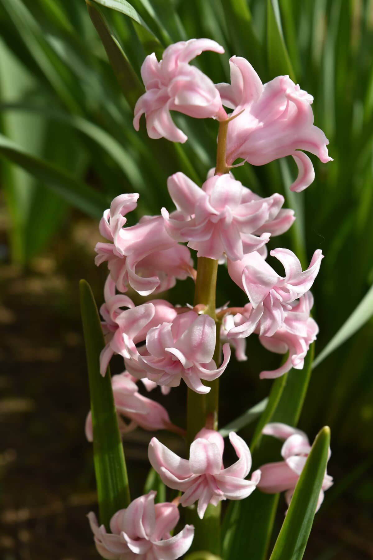 hyacinth, flower garden, pinkish, petals, flowers, blossom, flower, plant, flora, garden