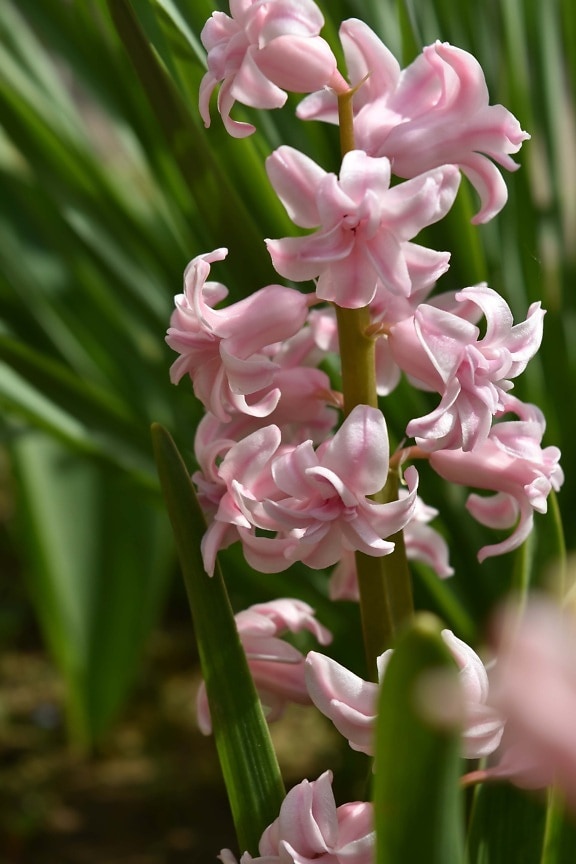hyacinth, pink, close-up, flowers, march, spring time, nature, leaf, flower, plant