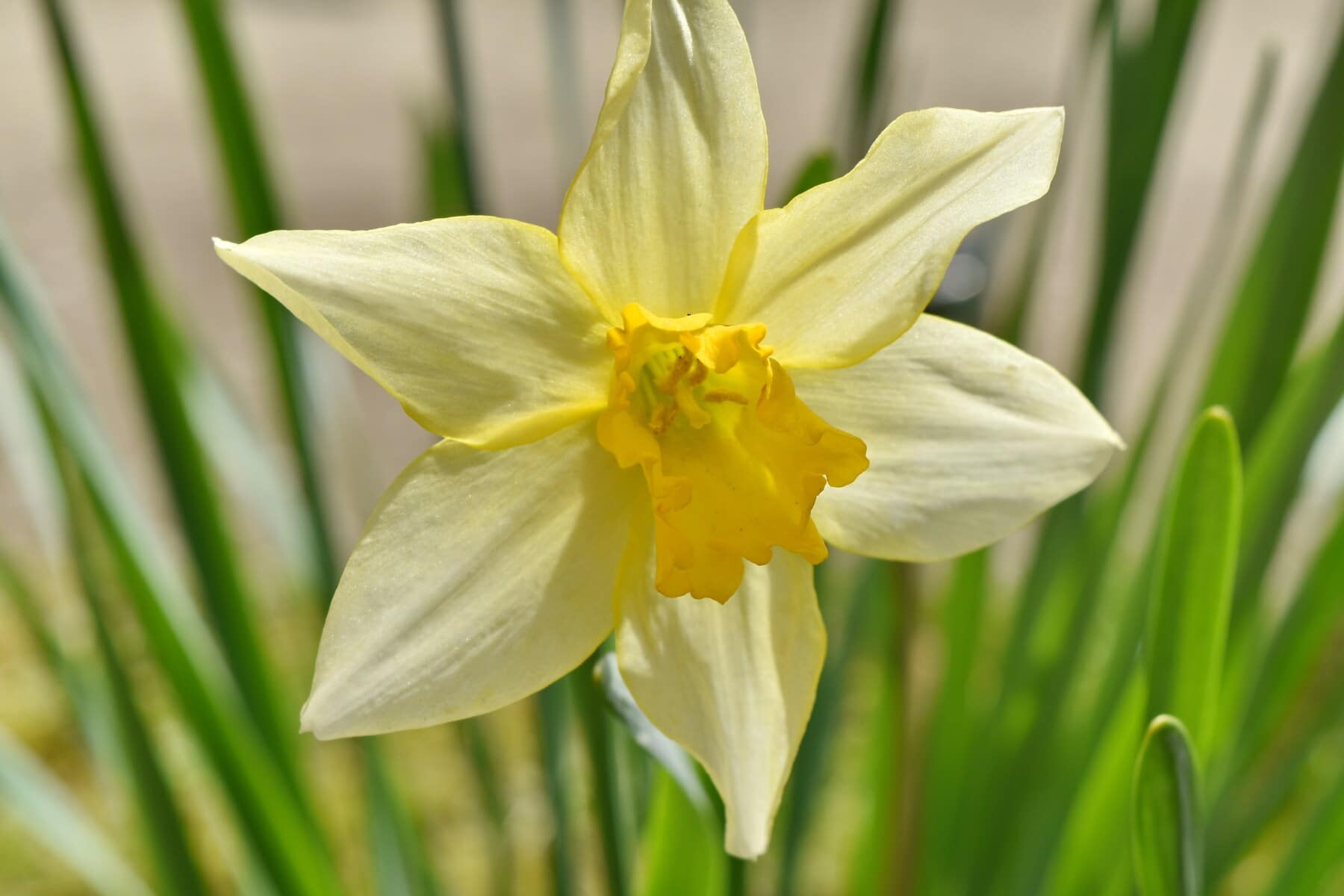 gele narcis, geelachtig, bloemen, bloemblaadjes, dichtbij, natuur, Narcissus, blad, lente, tuin