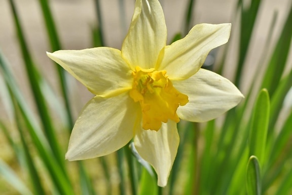 Жёлтый нарцисс, желтоватый, цветы, лепестки, крупным планом, природа, Нарцисс, лист, весна, сад