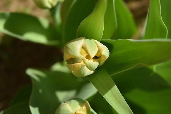 квітник, жовтувато, жовто-зеленого, Брунька квітки, Tulip, сад, завод, природа, весна, квітка