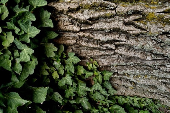 ivy, tree, bark, cortex, lichen, fungus, parasit, barrier, leaf, nature