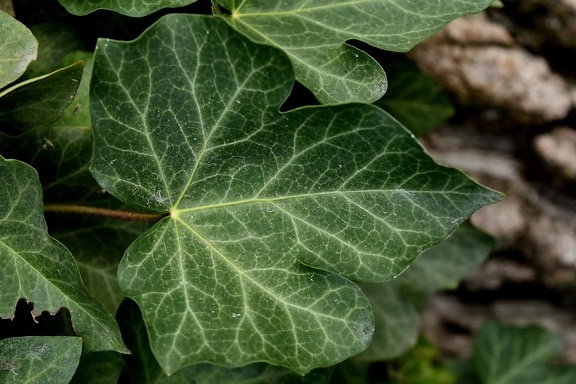 ivy, dark green, leaf, detail, close-up, botany, herb, leaves, tree, plant