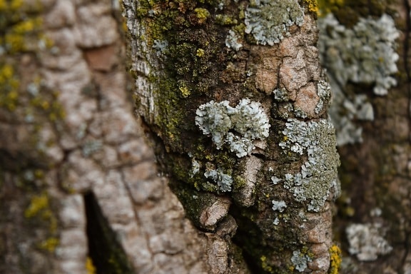 lichen, arbres, mousse, écorce, texture, arbre, champignon, nature, bois, Rough