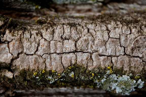 close-up, bark, lichen, moss, focus, fungus, macro, nature, texture, surface