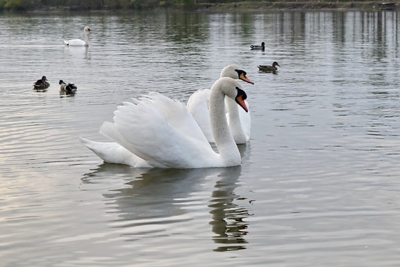 swan, swim, water, birds, reflection, waterfowl, lake, bird, pond, aquatic bird