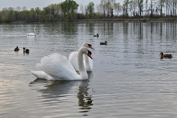 birds, swan, ducks, lakeside, waterfowl, lake, water, pool, duck, reflection