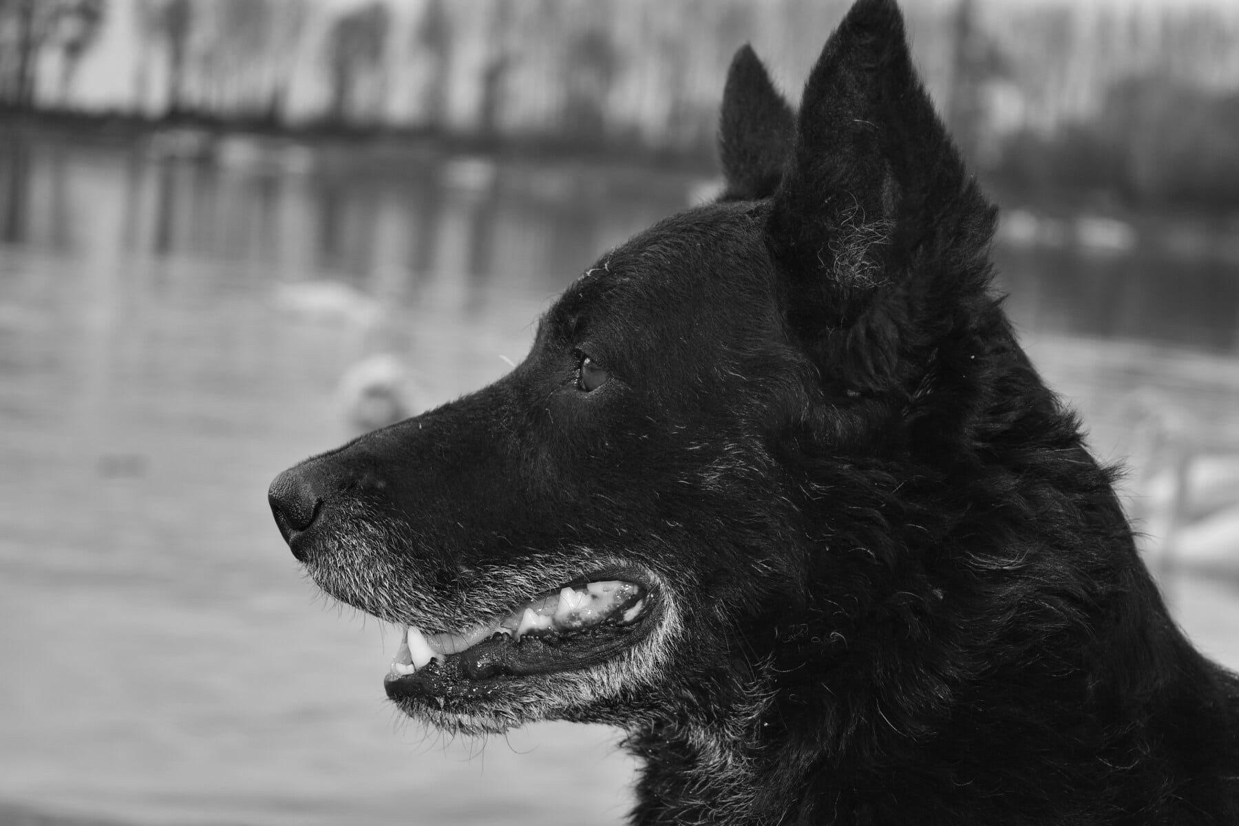 Free picture: black, dog, shepherd dog, monochrome, teeth, mouth, side  view, fur, canine, animal