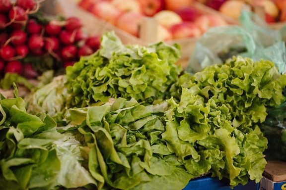 shopping, lettuce, marketplace, green leaves, production, agriculture, farming, food, salad, diet