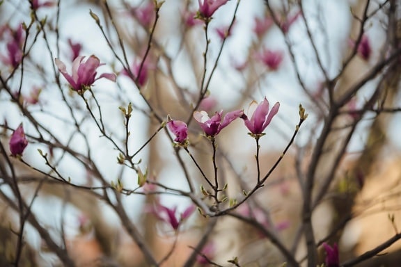 purplish, flowers, magnolia, spring beauty, spring time, nature, leaf, tree, flora, flower