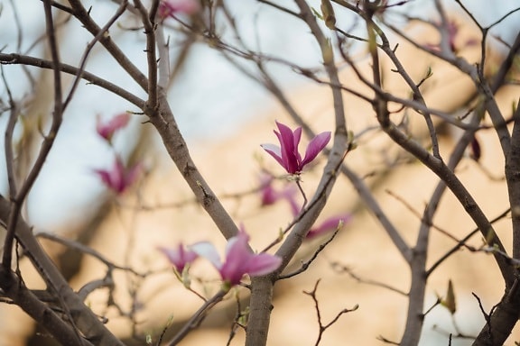 flowering, magnolia, branches, trees, nature, flower, tree, branch, outdoors, flora
