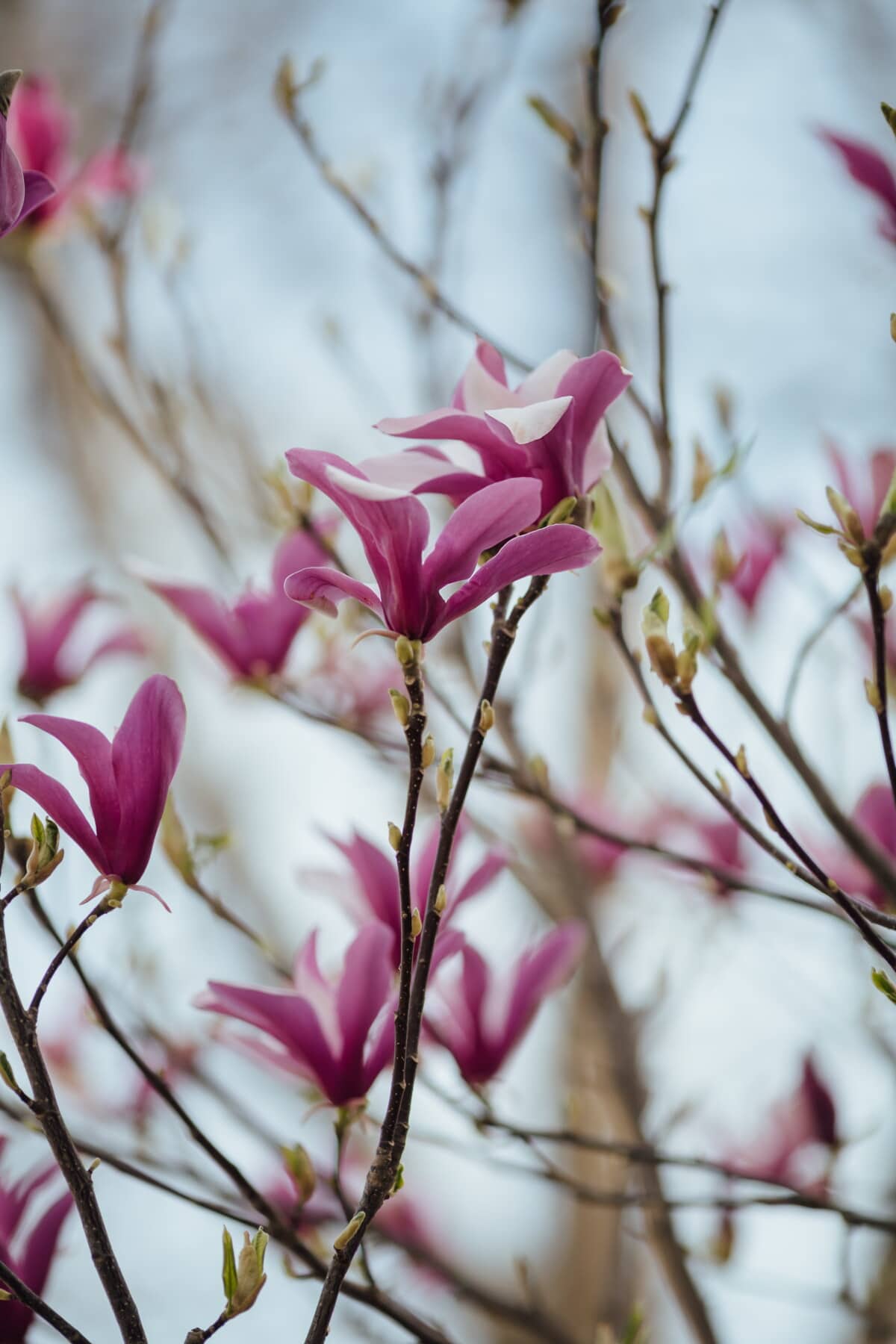 violaceo, fiori, Magnolia, tempo di primavera, albero, botanica, ecologia, orticoltura, foglia, fiore