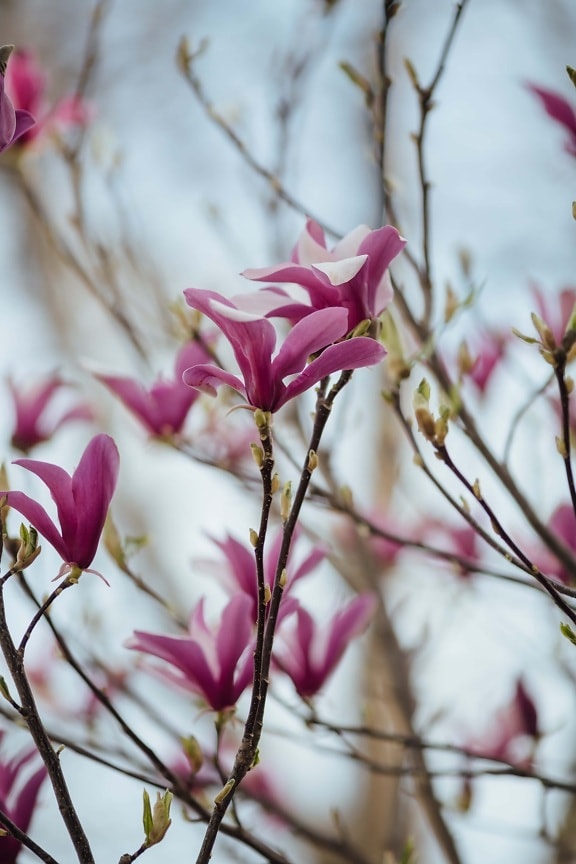 purplish, flowers, magnolia, spring time, tree, botany, ecology, horticulture, leaf, flower