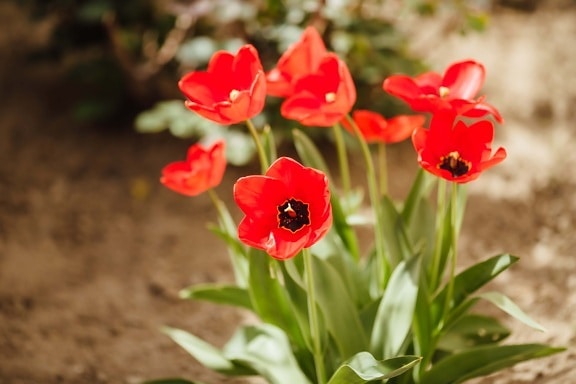 red, tulips, flower garden, flora, leaf, tulip, blossom, plant, nature, flower