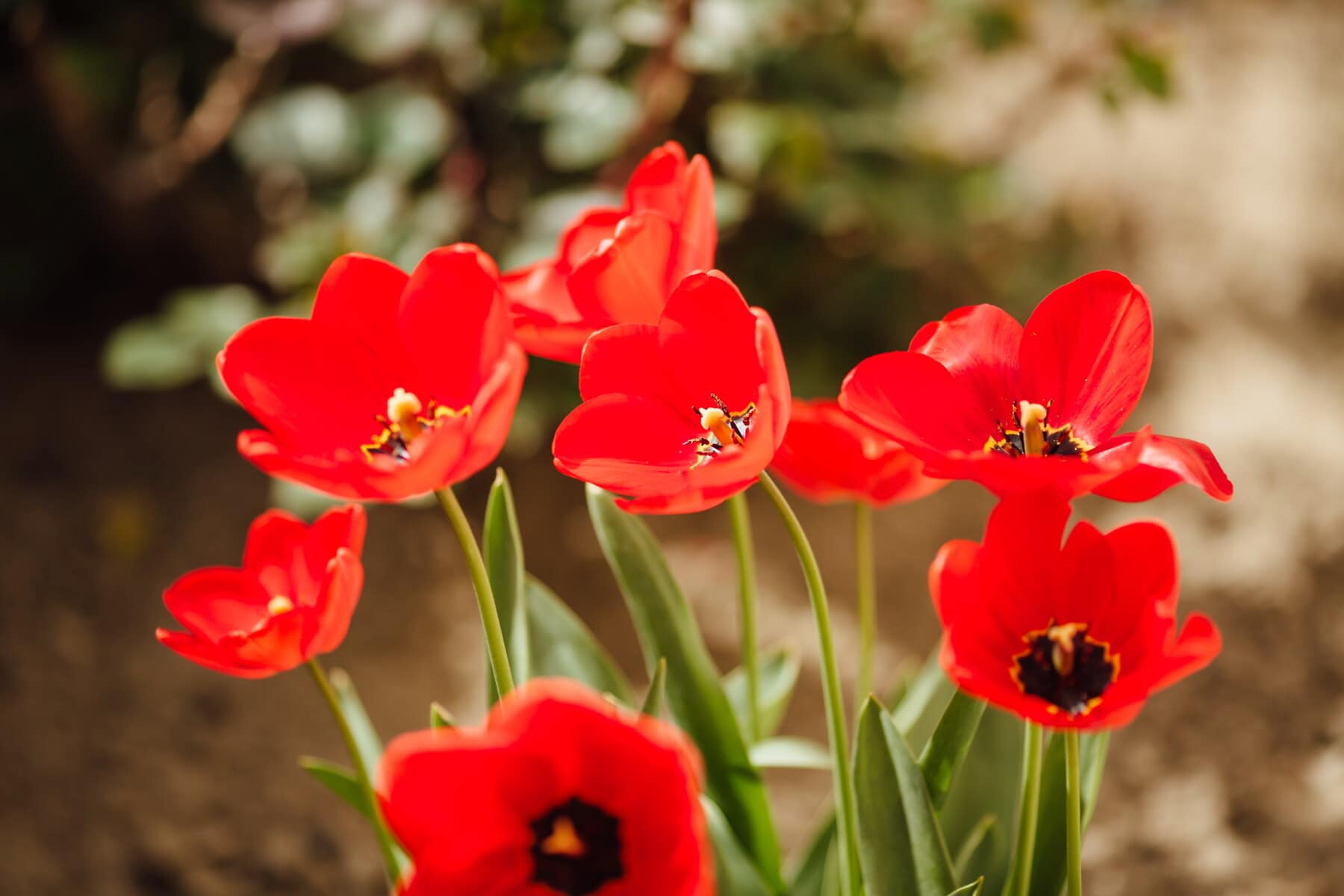 red, tulips, spring time, horticulture, sunny, tulip, flora, leaf, nature, flower