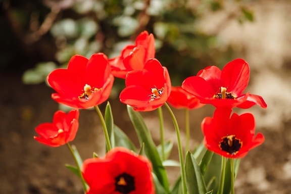 czerwony, tulipany, wiosna, ogrodnictwo, Słoneczny, Tulipan, flora, liść, natura, kwiat