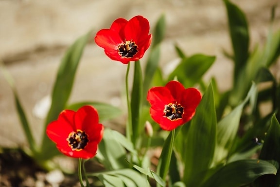 rød, kronblad, tulipaner, nektar, støvbærere, pollen, tulipan, blomst, rosa, anlegget