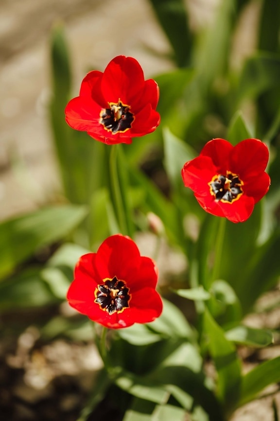 tulipaner, hagebruk, blomsterhage, våren, kronblad, rødlig, solfylte, været, flora, anlegget