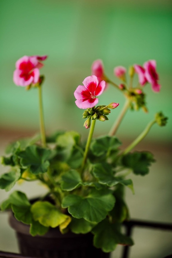 vaso de flor, gerânio, flor em botão, rosado, planta, verão, flora, erva, jardim, flor