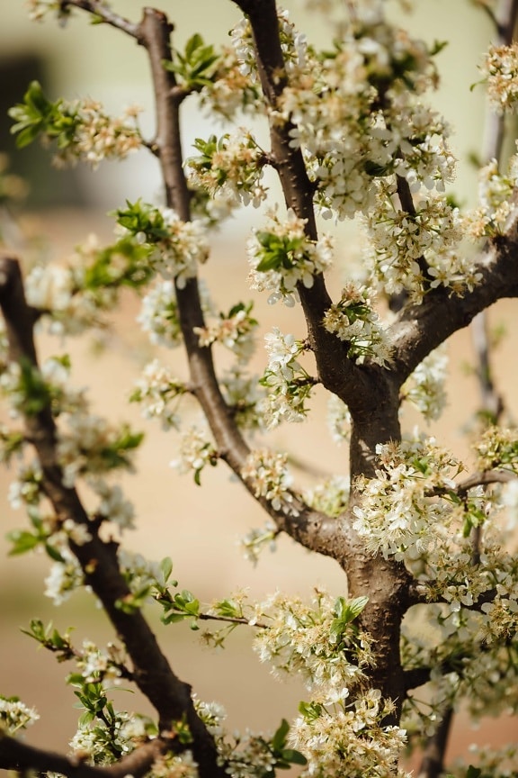 tree, apple tree, flowers, branches, spring time, agriculture, orchard, plant, branch, nature