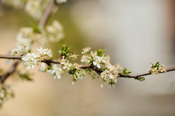 Ramos, tempo de primavera, árvore de maçã, planta, cereja, primavera, ramo, flor, flores, erva