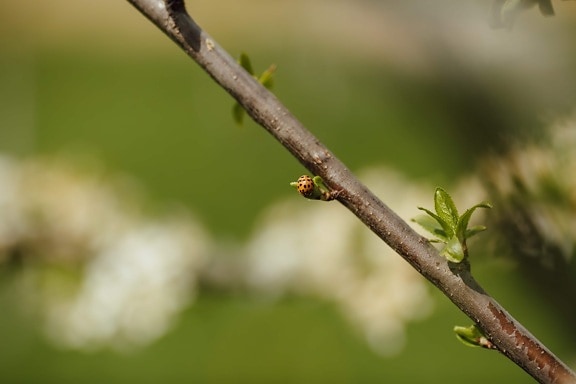 ladybug, orange yellow, beetle, small, insect, nature, branch, tree, outdoors, blur