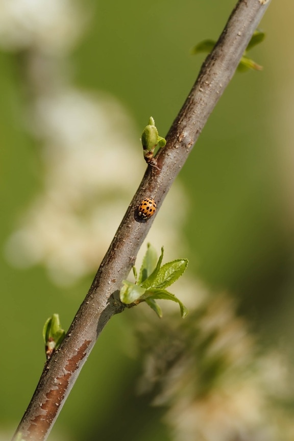 ladybug, orange yellow, insect, branchlet, spring time, details, green leaves, nature, leaf, outdoors