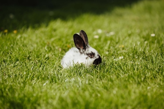 rabbit, domestic, bunny, animal, easter, grass, pet, fur, cute, nature