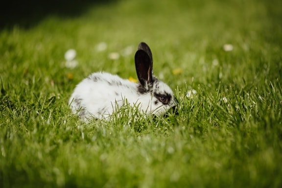 兔子, 国内, 宠物, 动物, 啮齿动物, 兔子, 草, 野生动物, 性质, 复活节