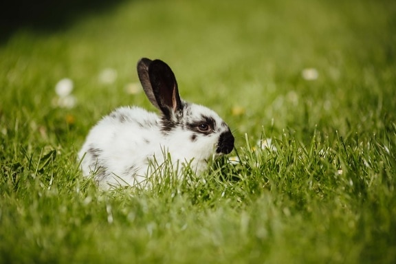 coniglio, erba verde, da vicino, orecchio, adorabile, animale domestico, animali, roditore, pelliccia, coniglietto