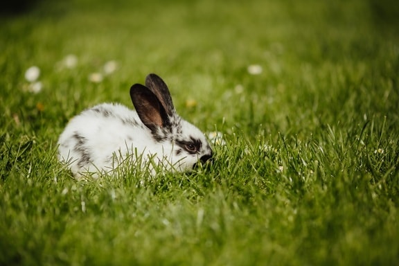 coniglio, nazionali, animale domestico, roditore, coniglietto, al pascolo, foglie verdi, erba verde, carina, pelliccia