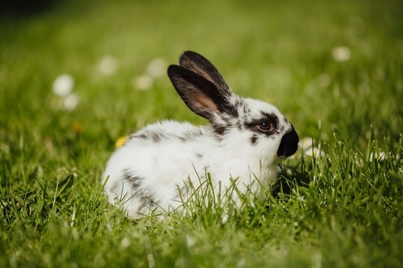 Veľkonočné, zajačik, králik, čierna a biela, pekného počasia, slnečno, zviera, jarný čas, zelená tráva, domáce