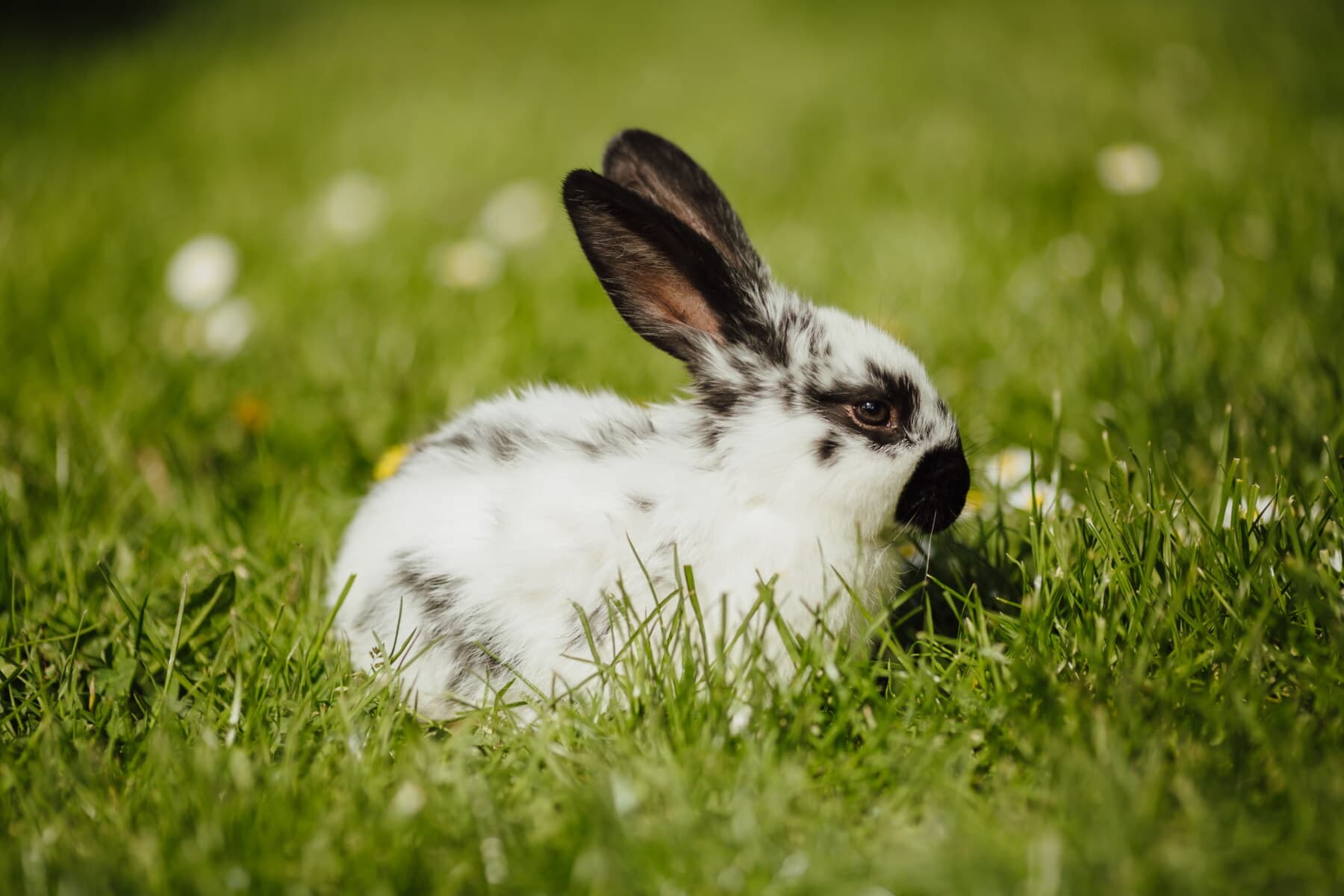 easter, bunny, rabbit, domestic, pet, grass, cute, fur, nature, hay field