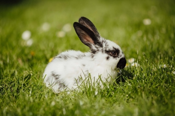easter, bunny, rabbit, domestic, pet, grass, cute, fur, nature, hay field